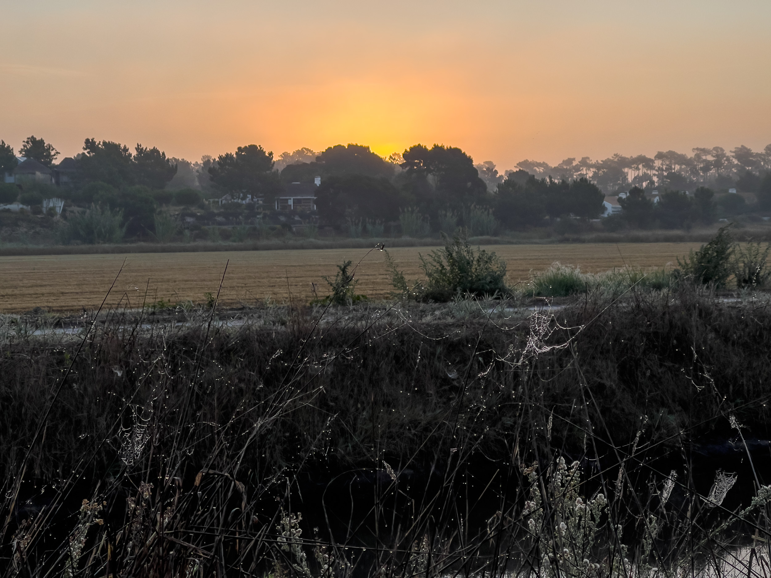 Sonnenaufgang über den Feldern mit nebelverhangenen Spinnennetzen im Vordergrund.
