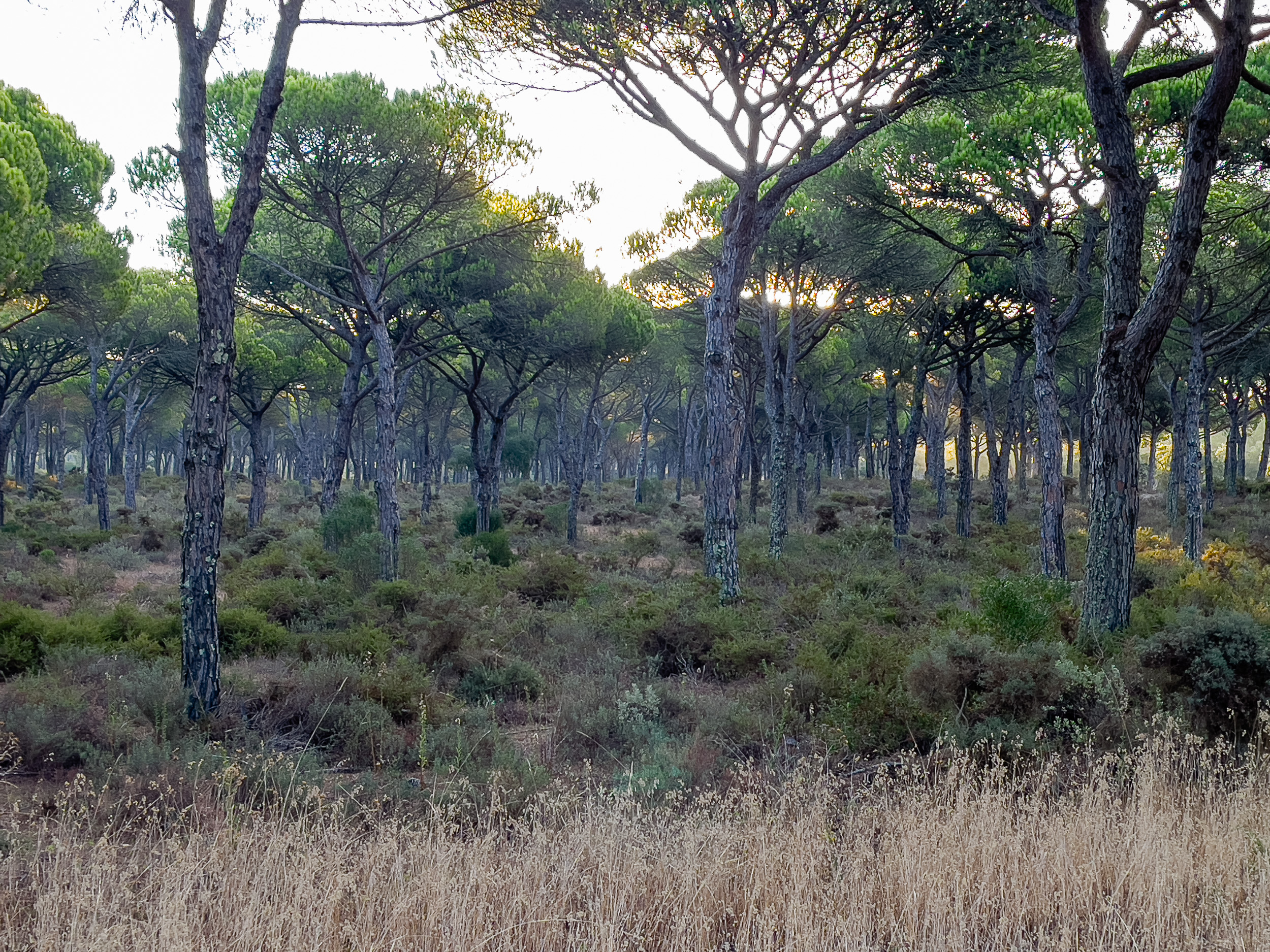 Sandiger Pfad mit kleinen weißen Blumen im Pinienwald.