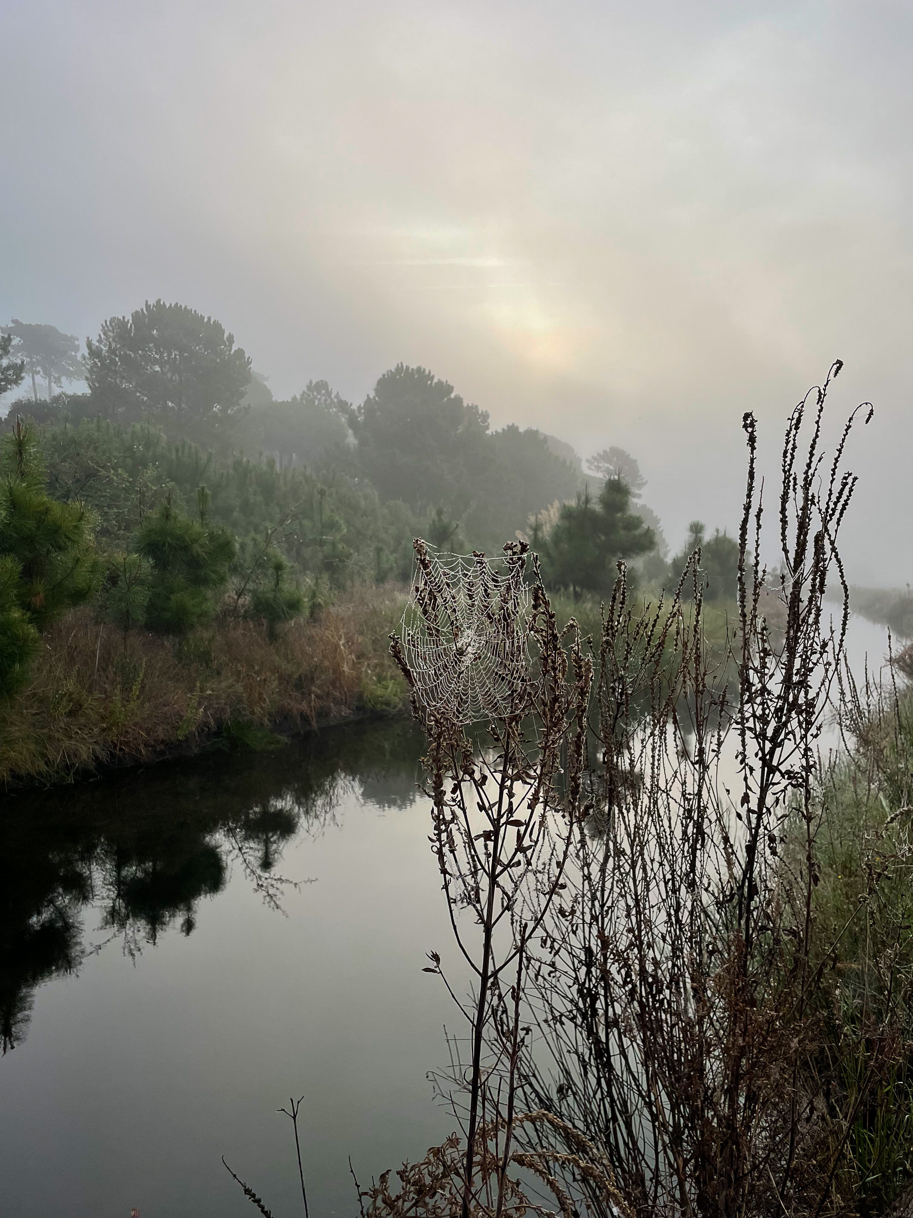 Ein Kanal reflektiert die im Nebel stehenden Pinien.