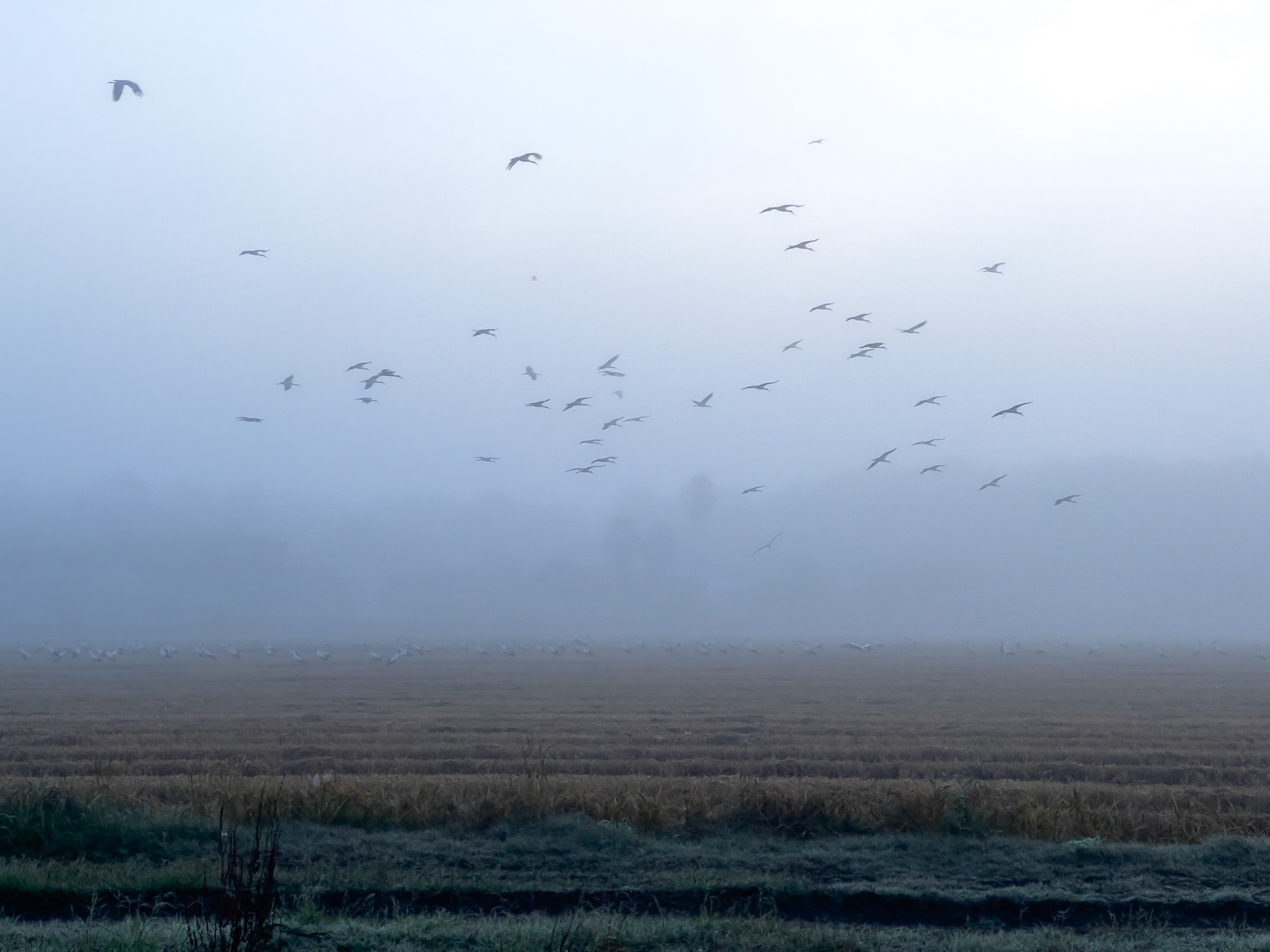 Ein groer Vogelschwarm kreist über den abgeernteten, nebligen Feldern.