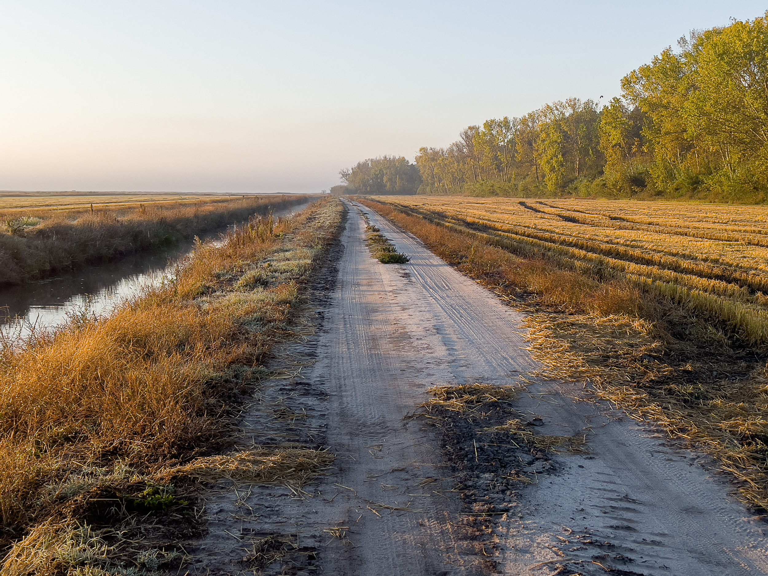 Ein langer Feldweg am Bewässerungskanal mit abgeernteten Reisfeldern im frühen Morgenlicht.