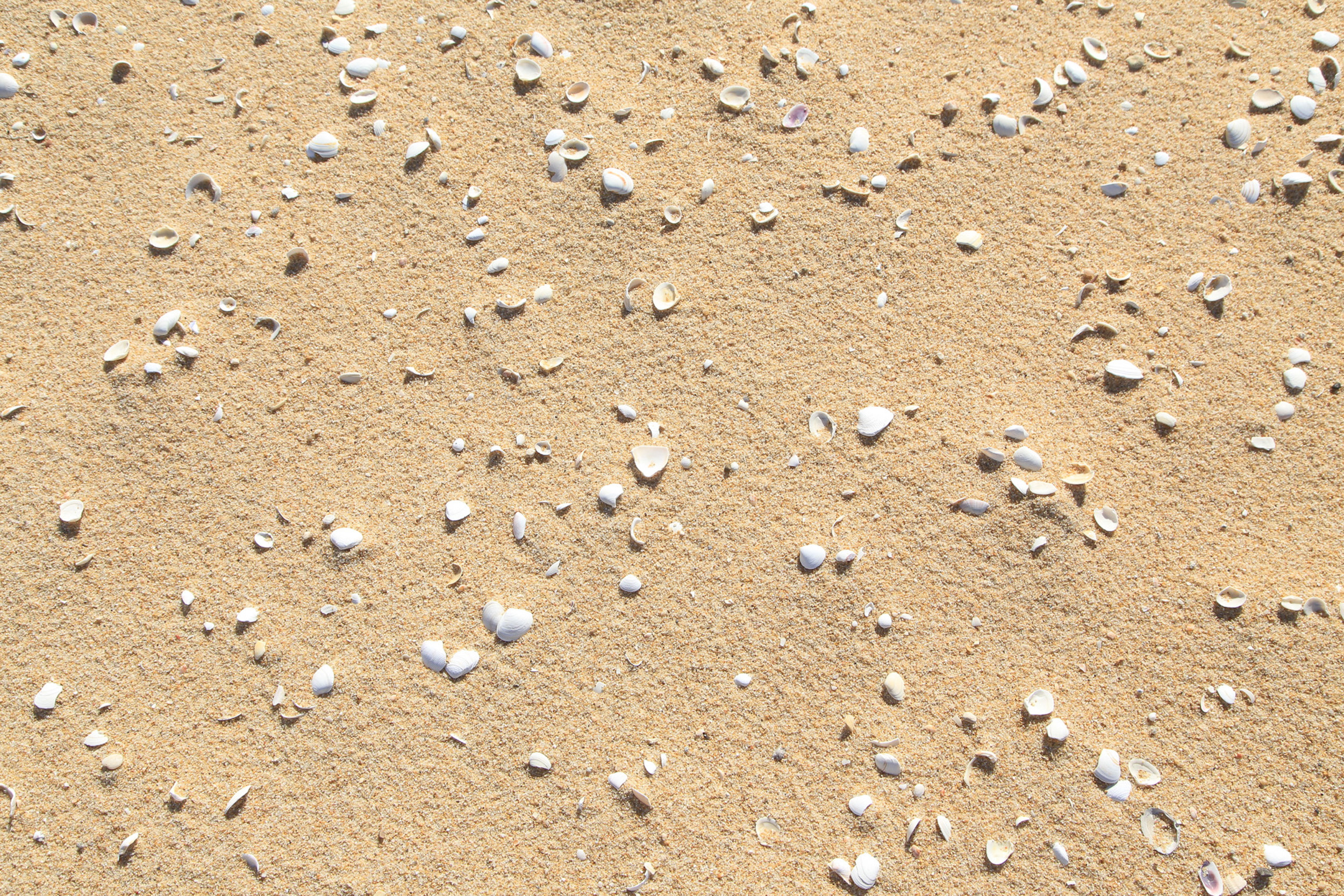 Gros plan sur du sable fin et de nombreux petits coquillages blancs sur la côte de l'Alentejo.
