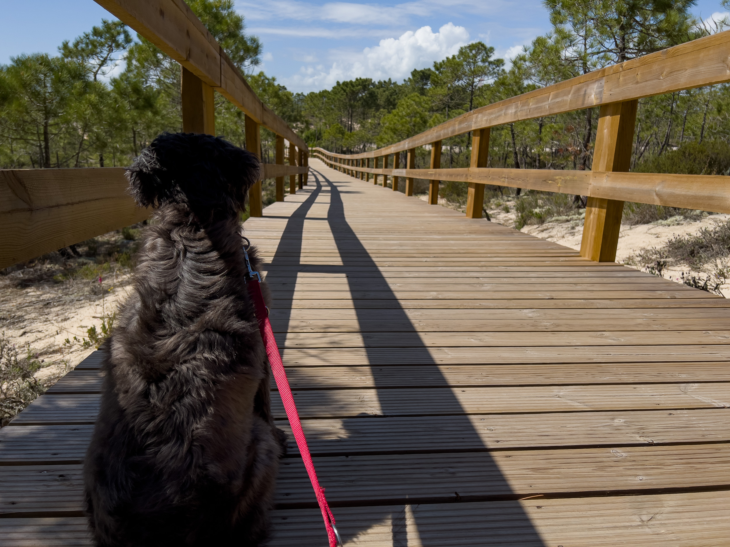 Un chien noir assis sur une promenade en bois traversant le paysage de pins de Comporta.