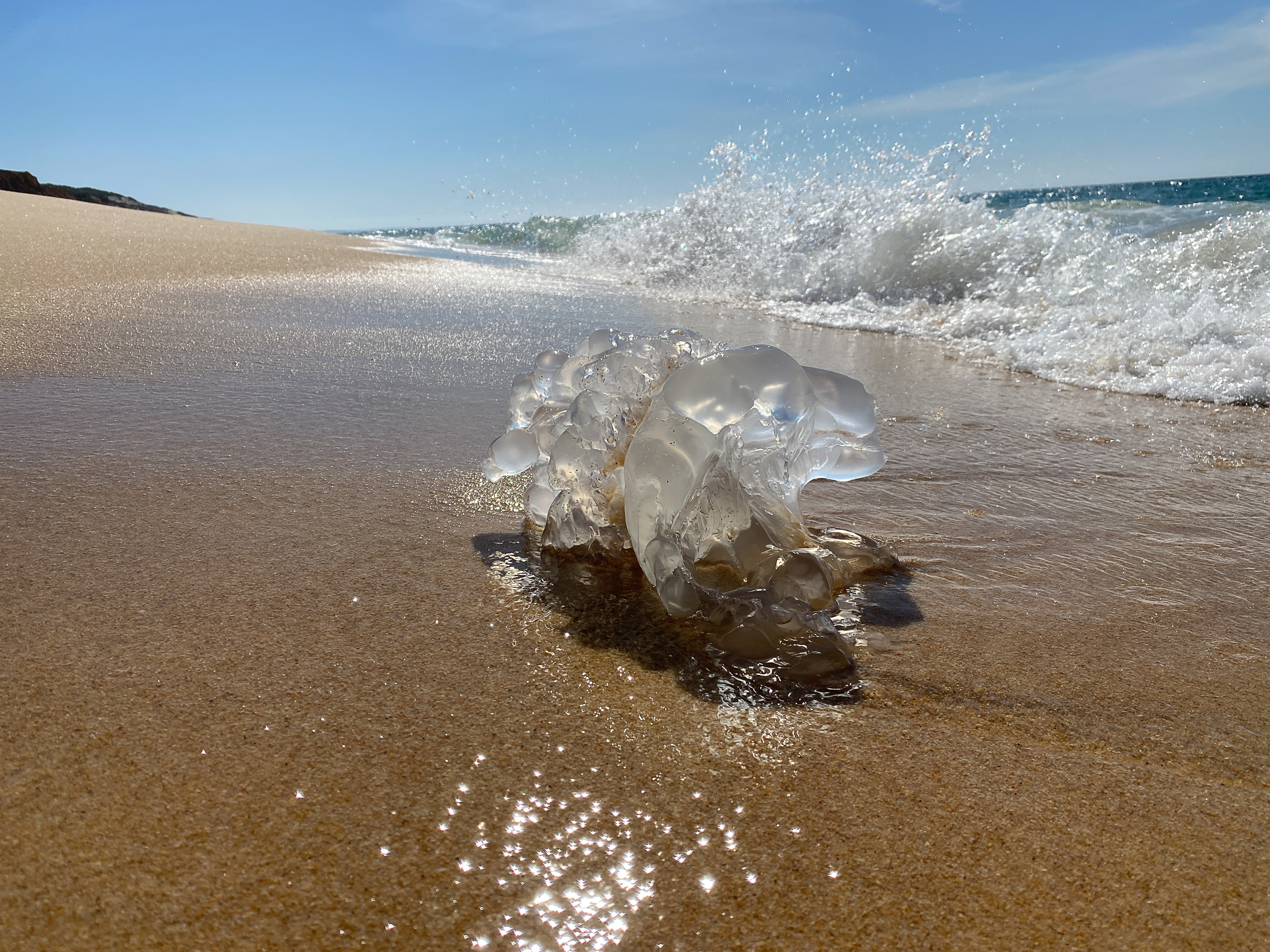 Une grande physalie translucide et bleutée est échouée comme épave dans le sable sur la plage.