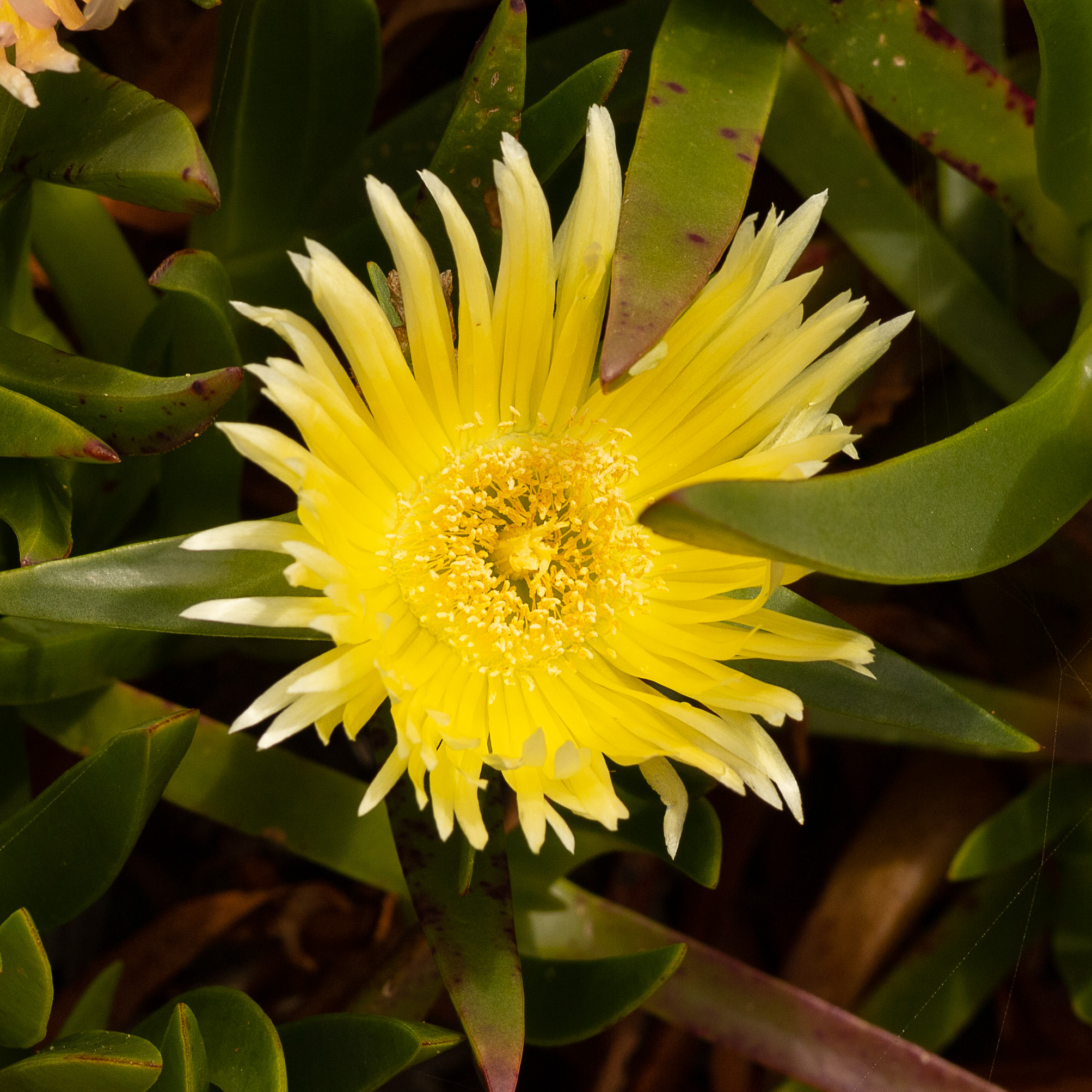 De petites fleurs jaunes fleurissent directement du sol sablonneux aride avec pour toile de fond les falaises de pierre massives.
