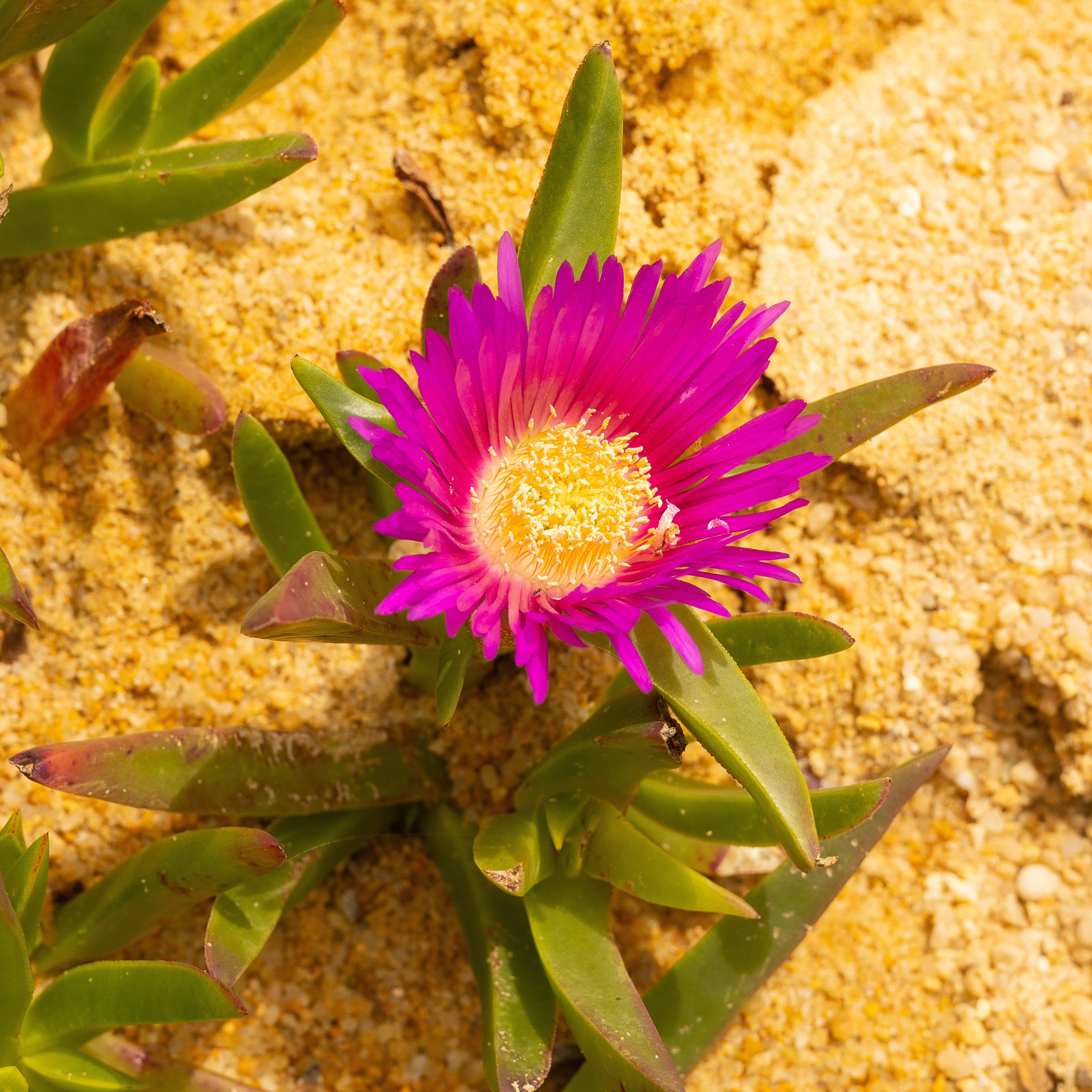 Une seule petite fleur violette vibrante pousse sur le sol chaud et sablonneux des dunes.