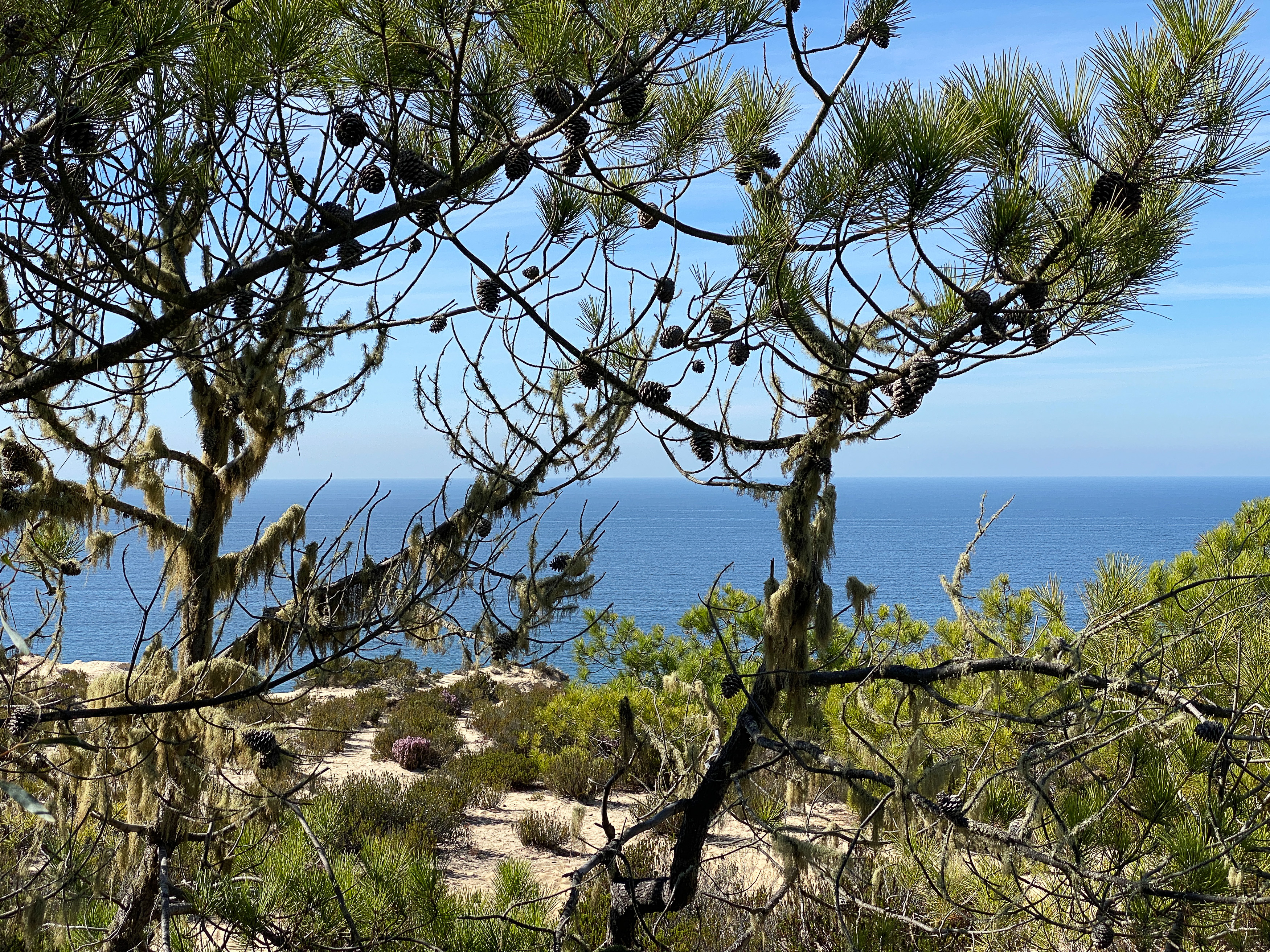 Un chemin côtier tranquille encadré de pins, à travers les troncs desquels l'océan d'un bleu doux scintille en arrière-plan.
