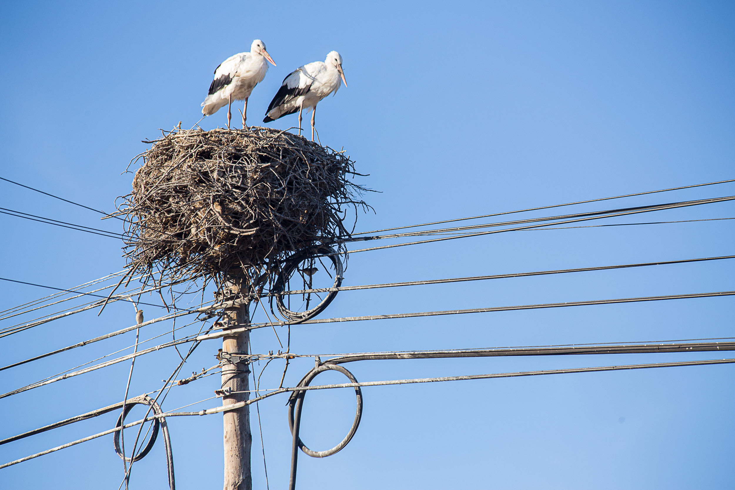 Zwei Störche in einem massiven Nest auf einem Betonstrommast mit mehreren Leitungen
