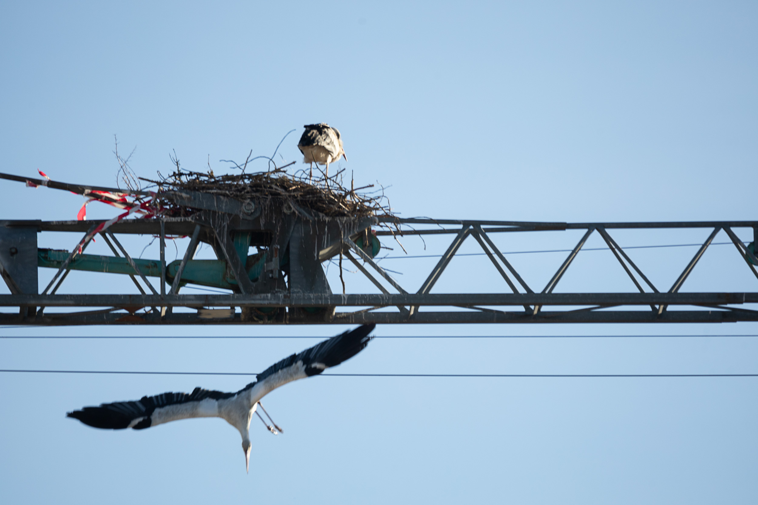 Ein Storch im Flug nähert sich einem Nest, das hoch oben auf einem gelben Baukran errichtet wurde