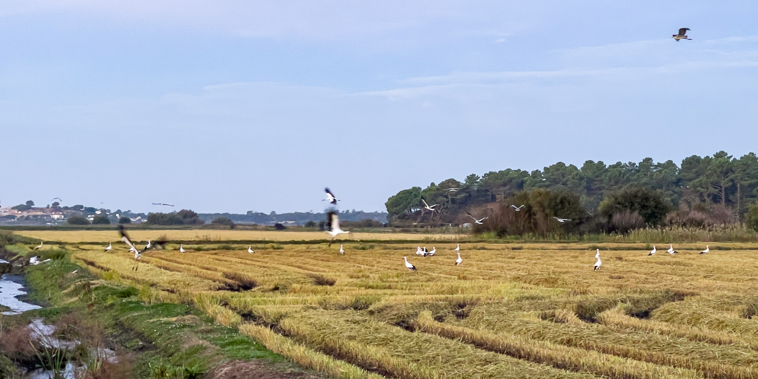 Störche in der Landschaft von Comporta