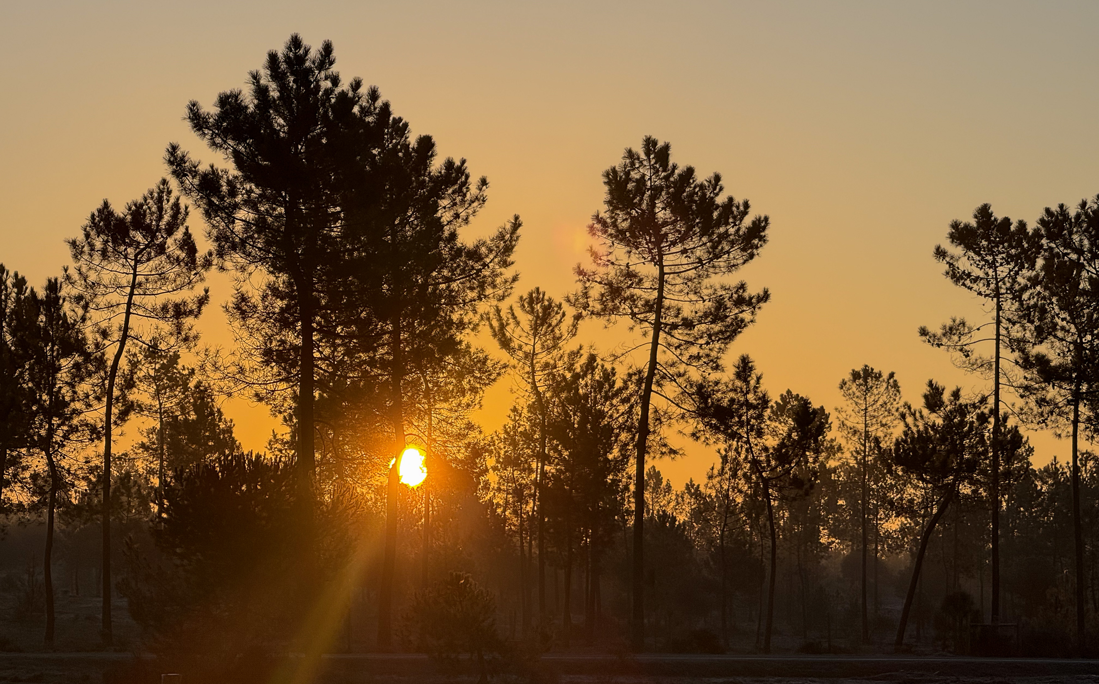 Feiner Morgennebel zieht über den sandigen Boden des Kiefernwaldes.