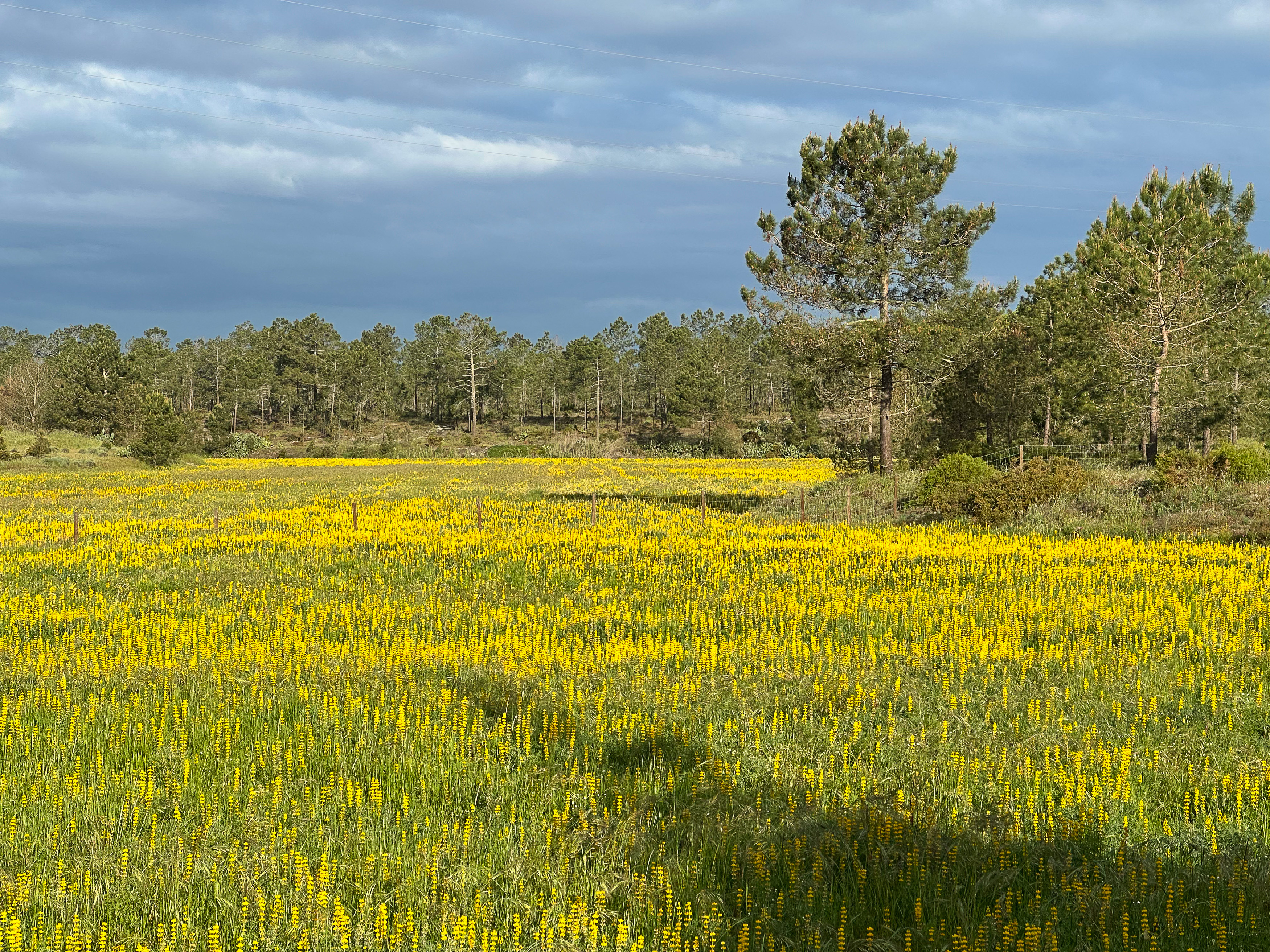 Ein weites Feld voller gelber, wilder Lupinen vor einem Pinienwald unter dramatischem Wolkenhimmel im Frühling in Comporta.