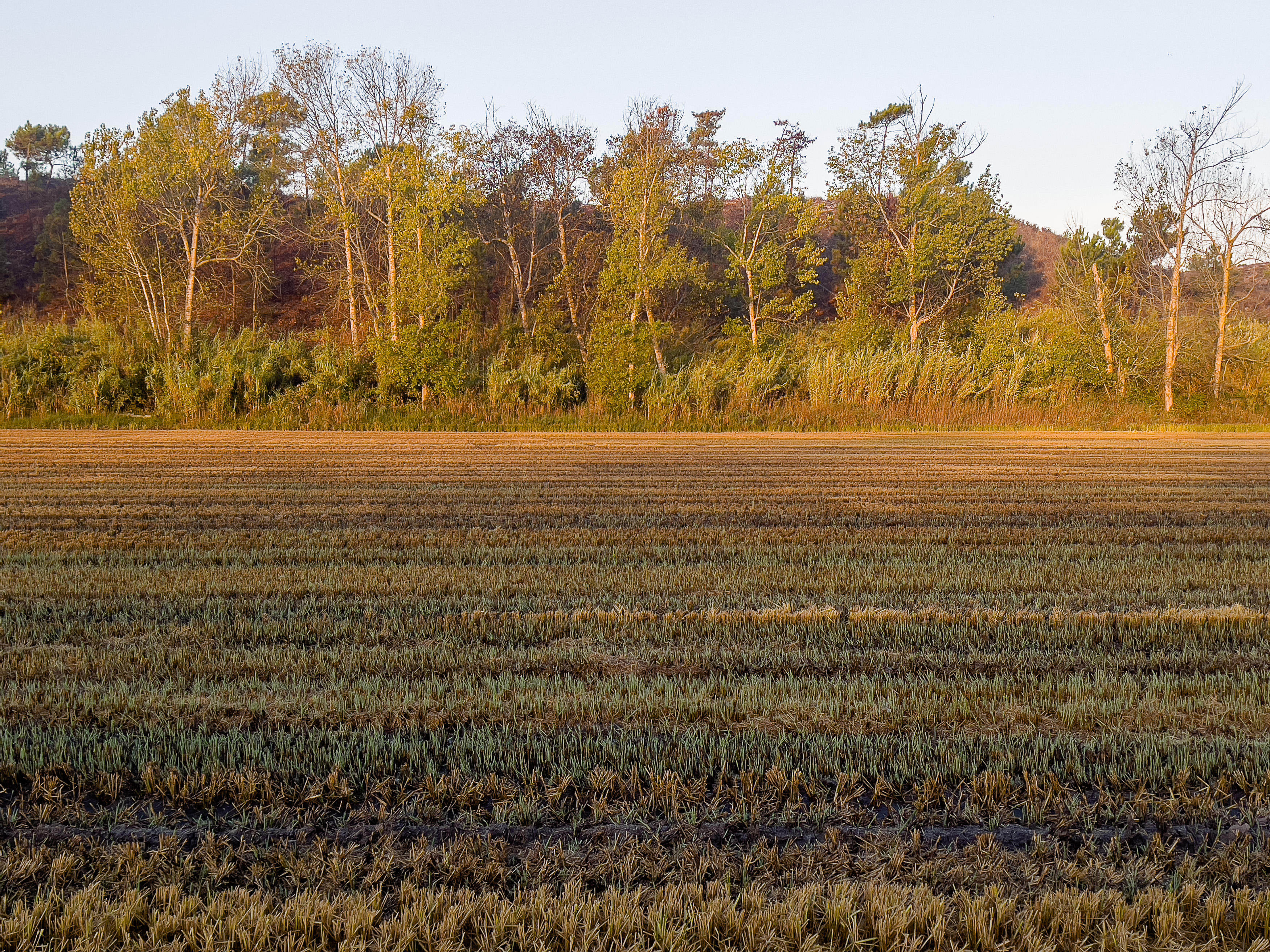 Ein abgeerntetes Reisfeld im goldenen Licht der tiefstehenden Sonne vor einer herbstlichen Baumreihe.