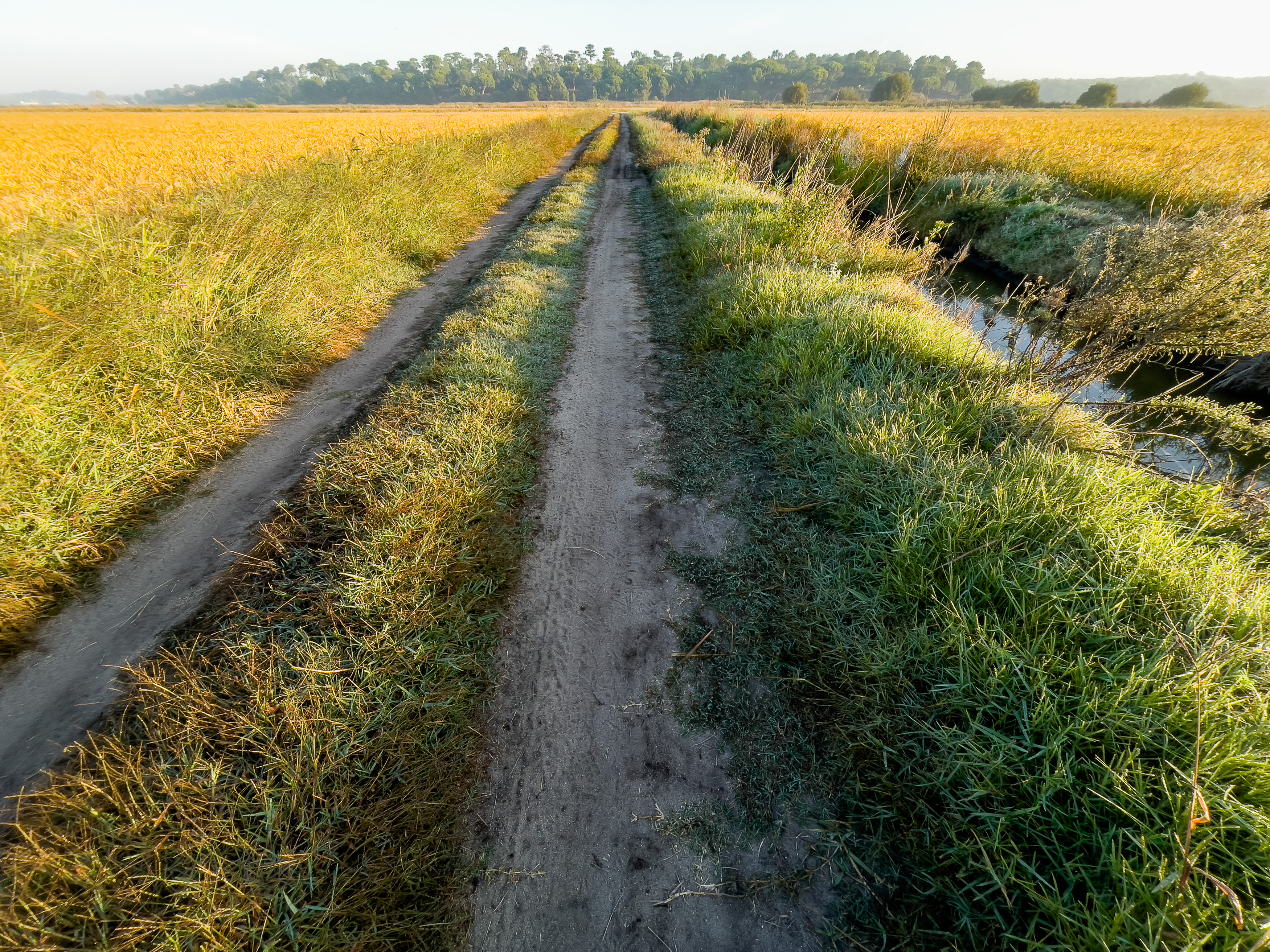 Ein gerader Sandweg führt durch weite, leuchtend grün-gelbe Reisfelder in Richtung eines Waldes.